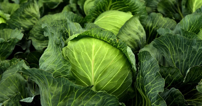 Apéritif sans gluten en hiver : quels légumes privilégier